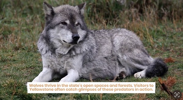 10 States in the U.S. Where Wolves Are Common