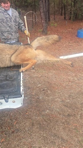 No Animals were Harmed..releasing #coyote #fox #babesandboxes #hunting #fyp