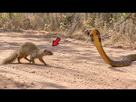 Watch What Happens When a Dumb Black Mamba Meets the Wrong Mongoose