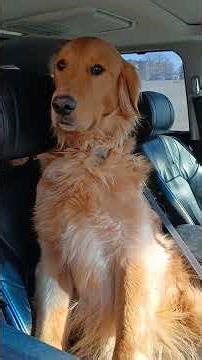 Cutest Golden Retrivers ever.