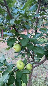 Gardening With Tara on Reels