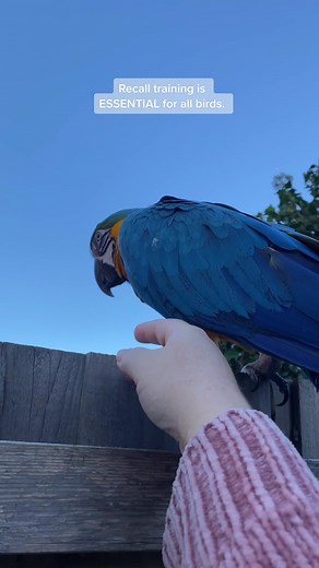 Training Birds for Recall After Free Flight