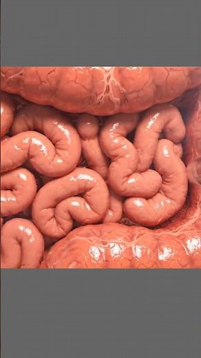 How Colonoscopy Procedure Works? 🩺 | 3D Medical Animation #colonoscopy #short