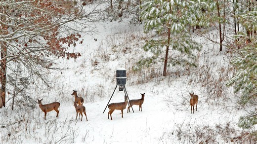 Tennessee hunters divided over new baiting permit regulations