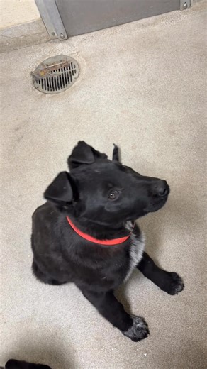 Did you know that fostering just one puppy can change their entire life? Yep, it’s true! When you open your home, you’re giving them a chance to thrive until they find their forever family. Here’s the scoop: - Puppies love company! They thrive in pairs, so grab a buddy and double the puppy love! 🎉 - Fostering helps us keep up with the puppy parade and ensures every little one gets the love they deserve. - Plus, you get all the puppy snuggles without the long-term commitment! We provide everythi