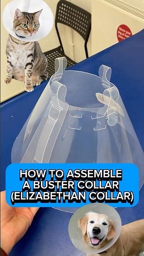 HOW TO ASSEMBLE A BUSTER COLLAR/ELIZABETHAN COLLAR #bustercollar #elizabethancollar #pettips