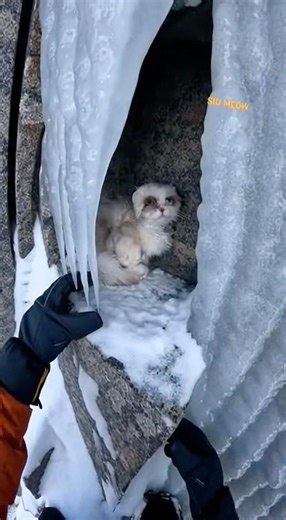 🏔️ Climber Finds a Cat Stranded on an Icy Cliff & Rescues #SiuMeowStudio #catrescue #cliffrescue