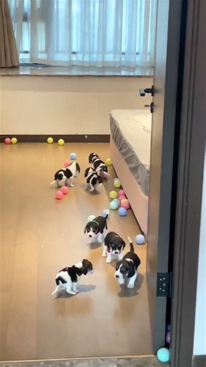 Tiny Puppies Making the Cutest Sounds #puppy