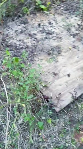 Baby Cottonmouth was invisible right beside my foot! #petsofinstagram #reptiles #snake #reptilekeeper #python #nature #royalpython #boa #pythons #ballpythonmorphs #reptile #pet #snakesofig #wildlife #exoticpets #animals #herpetology #animal #ballpythonsofinstagram #snakebreeder #ballpythons #cottonmouth #snakes | Alphatross