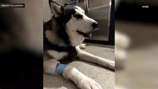 72K views · 1K reactions | He’s only a year old, but Rocky the puppy has already had a near-death experience with a venomous snake. His owner brought him to the vet clinic right away. They treated Rocky with antivenom, which is always on hand because the staff says they get at least one rattlesnake patient per day. | Inside Edition | Facebook