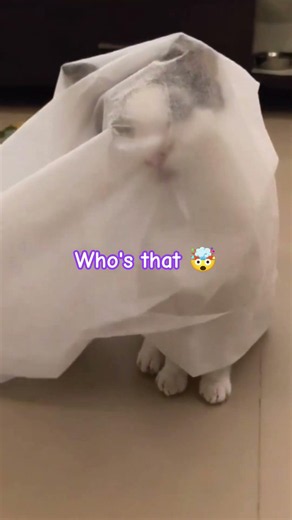 👽 Is It an Alien? 😂 #cat #cats #pets #catvideos #catshorts #funnycats #shorts
