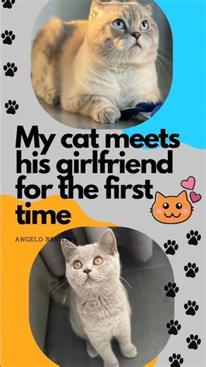 How to introduce a Kitten to an older Cat in 5 steps