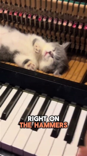 This Cat Sleeps Peacefully Inside the Piano While the Music Plays