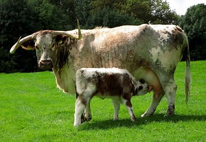 English Longhorn - Alchetron, The Free Social Encyclopedia