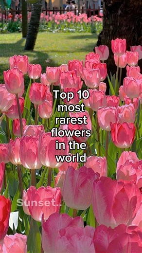 Top 10 most rarest flowers in the world💐🌎 #flowers