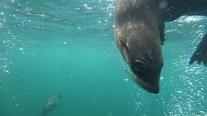 Closeup view of curious wild sea lion swimming underwater