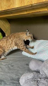 Goliath worked really hard this morning to make you all some fresh biscuits. He hopes you like them! He is so amazing. Deaf, blind, declawed, confiscated, rehomed. You would think he would be traumatized by all of this. But he is such a happy guy. Loving, SO TRUSTING, calm, and secure. These cats are so resilient, it’s awe-inspiring! **CARE is a non-profit rescue & permanent care facility for big cats and other animals in need. Learn more at carerescuetexas.com. #daretocare #carerescuetexas #bob