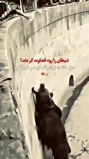 silent teee | This viral video captures a man repeatedly attempting to flee a pursuing Belgian Malinois through a kennel gate, creating a comedic... | Instagram