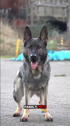 5 Myths About German Shepherds Busted!