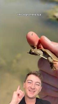 A Swimming Pancake: The Spiny Softshell Turtle
