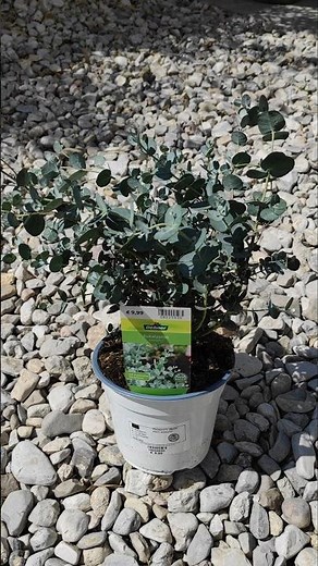 Eucalyptus pruning topiary