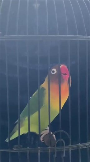 lovebird gacor Siap lomba Bahan anget suara tembakan rapat