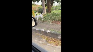 Chow chow gets stuck in manhole in Antipolo, Philippines