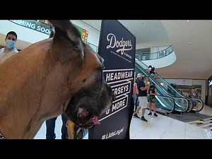 Cash 2.0 Great Dane visits an indoor shopping mall 2