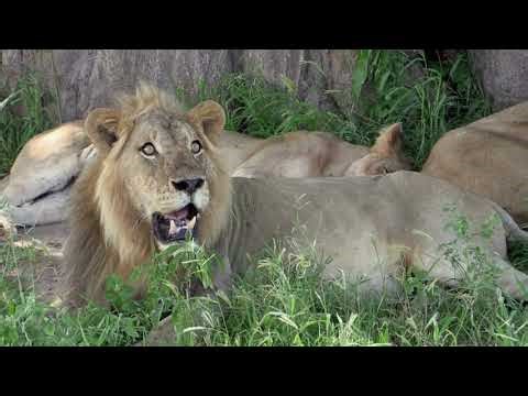 5 Real Fatal Lion Attacks on Humans in Zimbabwe That Were Never Properly Told [Hwange National Park]