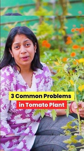 3 Common Problems in Tomato Plant 🍅| Tomato plant Care