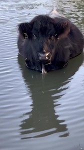 I hope your day starts better than Noodles. 😆 #mood #grumpy #cow #goodmorning #funnyanimals #ranchlife | Tesch Hillside Ranch