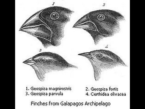 Adaptive Radiation | Evolution | Biology | Khan Academy