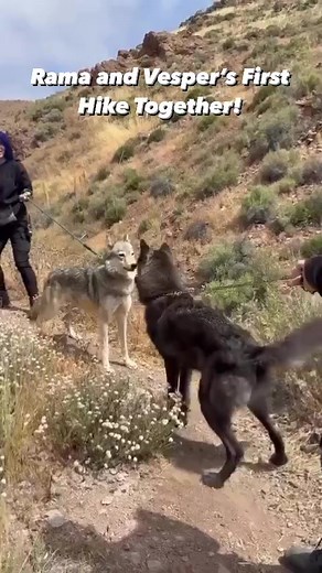 There was definitely a love connection between these youngsters! 😍 | Apex Protection Project