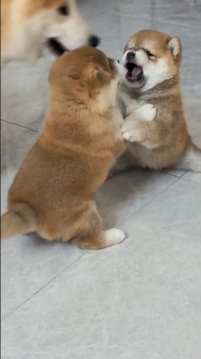 Adorable Puppies Meet & Play Together | Cutest Puppy Moments 🥰🐾 #Puppies #Dogs #CuteAnimals