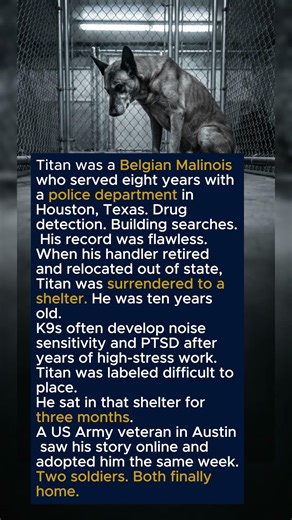 He Served 8 Years as a Police K9 — His Handler Retired and Left Him at a Shelter