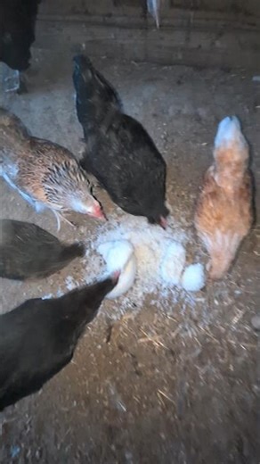 Did The Chickens Like All This Rice?