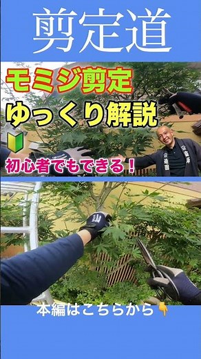 Maple tree pruning: A step-by-step guide for beginners #Garden tree care #Pruning methods #Garden...