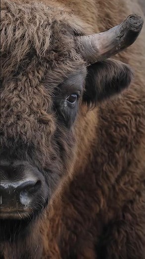 The Uniqueness of Bison The Magnificent Giant of the Grasslands🦬
