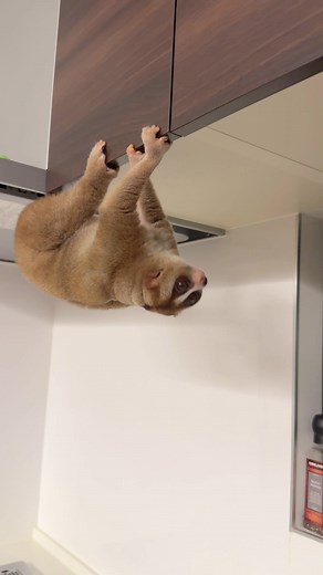 のんびりキッチンをお散歩するデリバー