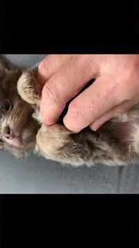 Pocket, Chihuahua poil long lavande