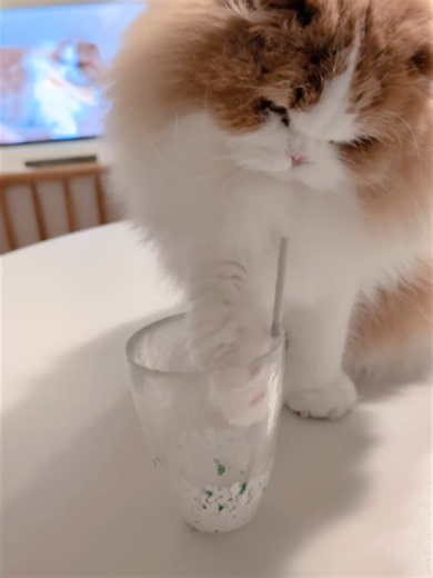 コップのストローに挑戦する猫・ふうたがかわいすぎる
