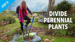 2.3K views | Katie Rushworth demonstrates how easy it is to lift and divide perennial plants in her latest gardening how to video. This is a great method of multiplying the number of plants in your garden without having to spend any money! Katie Rushworth | Silverline Tools | Facebook