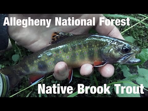 Allegheny National Forest Native Brook Trout - Wooly Bugged
