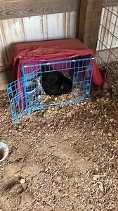 Babies ❤️😍 so precious! Miss Broody Mama did so good 🤩 #adorable #baby #chicks #socute # #hens #chickens #eggcollecting #collectingeggs #eggs #pastureraised #freerange #Homestead #homesteadtok #homesteadlife #homesteading #farm #farmtok #farmanimals #farmlife #wholesome #positive #vibes #comealong #comealongwithme #fyp #fypage #foryou #foryoupage #viral #relax #destress#peaceful | chic chicken