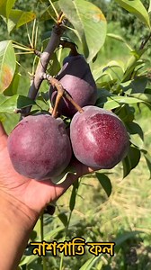 9.7K views · 102 reactions | নাশপাতি চারা নিতে 01318035951 #agriculture #unitedkingdom #UnitedStates | কৃষি বাগান- 홺횛횒횜횑횒 홱횊횐횊횗 | Facebook