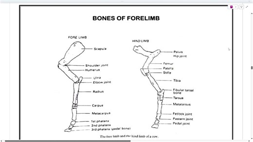 3. ANATOMY BASICS & OSTEOLOGY