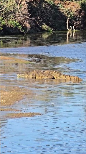 Massive Crocodile Walks Out of the Shingwedzi River #krugernationalpark #safari #wildlife