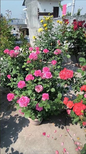 garden ,plants, rose plants flowers, beautiful nature #rose #garden #nature