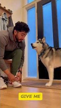 Dogs Being Overly Dramatic 😂