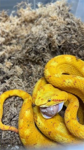 Why We Named It EvoRx | Frozen Snake Food